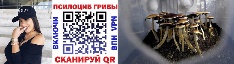 наркота Бирюч Галлюциногенные грибы Psilocybine cubensis